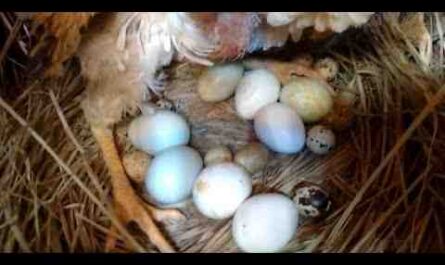 Chocando ovos de codorna: guia para iniciantes como chocar ovos de codorna
