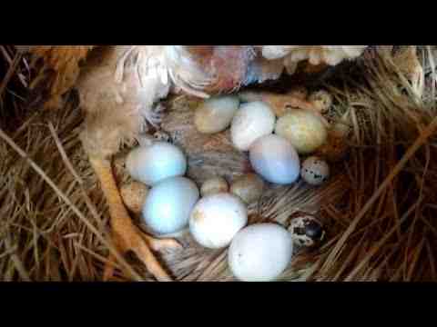 Chocando ovos de codorna: guia para iniciantes como chocar ovos de codorna