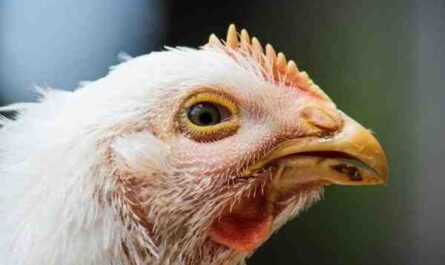 Cólera de frango: como controlar doenças e salvar aves