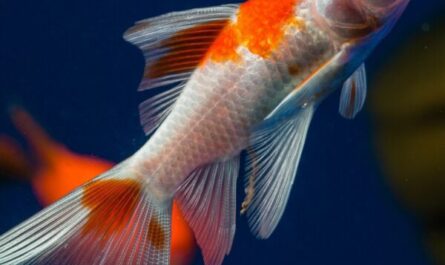 Cometa Goldfish: Características, Dieta, Criação e Usos