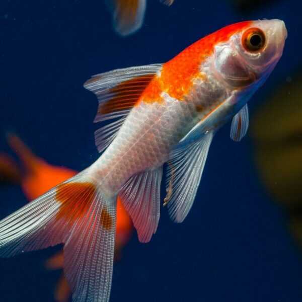 Cometa Goldfish: Características, Dieta, Criação e Usos