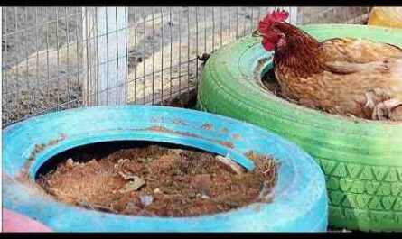 Como criar galinhas de quintal: guia completo de negócios para iniciantes