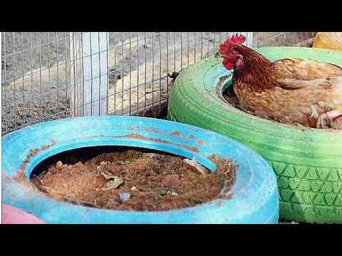 Como criar galinhas de quintal: guia completo de negócios para iniciantes