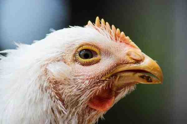 Como identificar galinhas doentes: separe as galinhas doentes