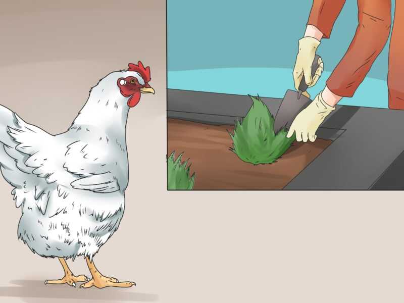 Como impedir que galinhas poedeiras quebrem seus ovos