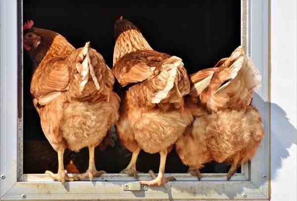Como manter algumas galinhas para ovos frescos: guia de criação de galinhas em camadas