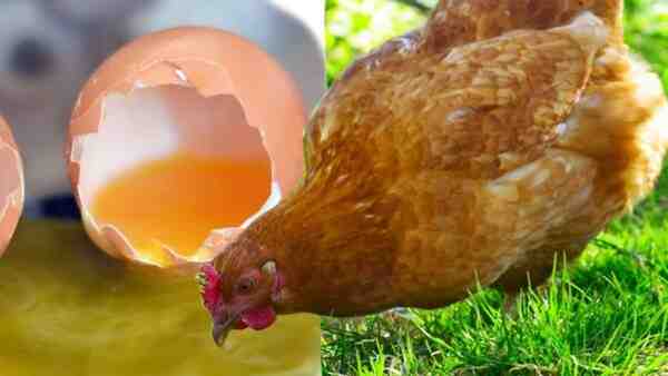 Como parar uma galinha choca: ​​maneiras fáceis de quebrar uma galinha choca