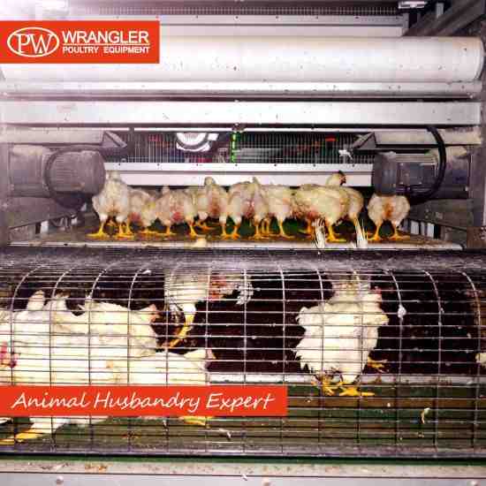 Compartimento para frangos de corte: como construir um abrigo para frangos de corte