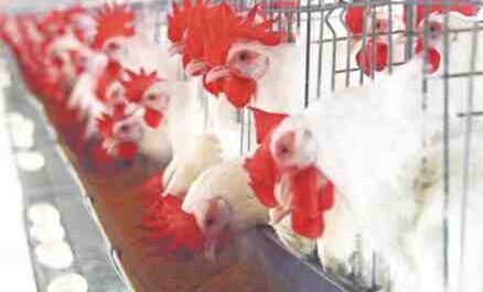 Condições para poedeiras: condições ideais para uma boa produção de ovos