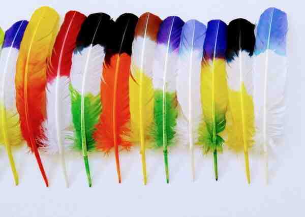 Cores de penas de peru: cores diferentes de penas de peru