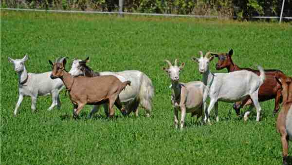 Criação de cabras: informações completas e guia para iniciantes