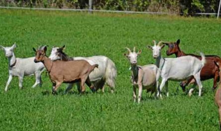 Criação de cabras para lucro: como criar cabras para ganhar dinheiro