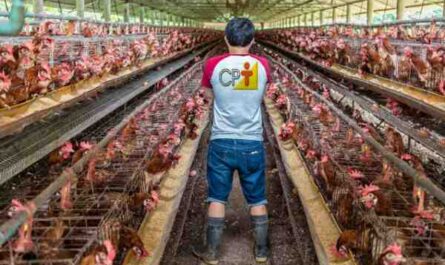 Criação de frango malaio: plano inicial de negócios para iniciantes