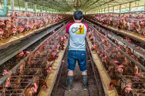 Criação de frango malaio: plano inicial de negócios para iniciantes