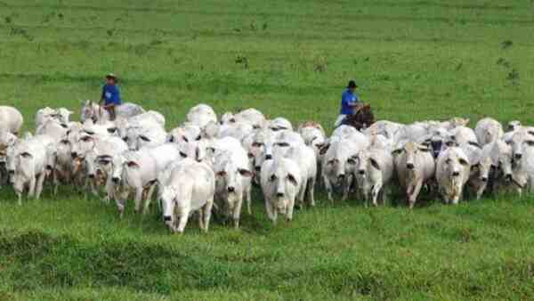 Criação de gado na Córsega: plano de início de negócios para iniciantes