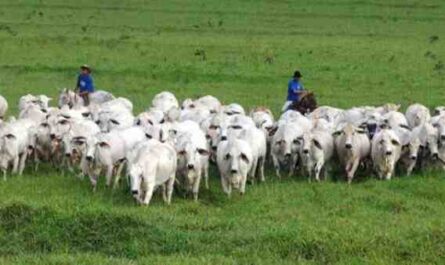 Criação de gado armoricano: plano de início de negócios para iniciantes