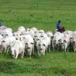 Criação de gado Brahman: plano de início de negócios para iniciantes