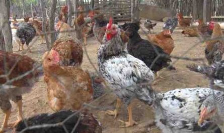 Criação de galinha-d'angola: como criar galinha-d'angola comercialmente