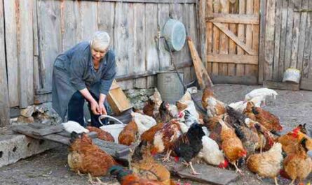 Criação de galinhas na Polônia: plano de negócios para iniciantes