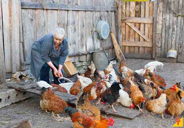 Criação de galinhas de caça moderna: plano de negócios para iniciantes
