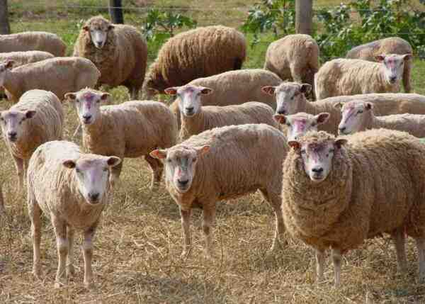 Criação de ovelhas: informações completas e guia para iniciantes