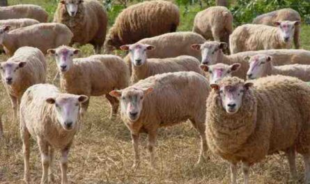 Criação de ovinos na Índia: negócios fáceis e lucrativos para iniciantes