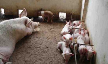 Criação de porcos na Nigéria: informações completas e guia para iniciantes