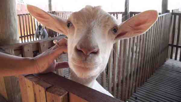 Cuidados com cabras leiteiras: guia para iniciantes como cuidar de cabras leiteiras