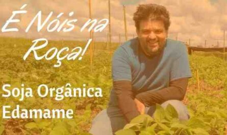 Cultivando Edamame: Agricultura Orgânica de Edamame em Horta Doméstica