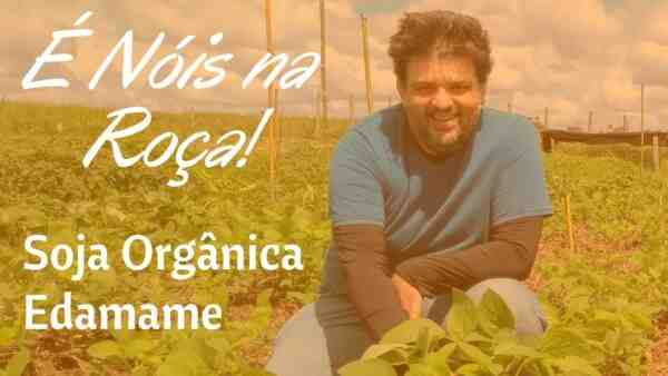 Cultivando Edamame: Agricultura Orgânica de Edamame em Horta Doméstica