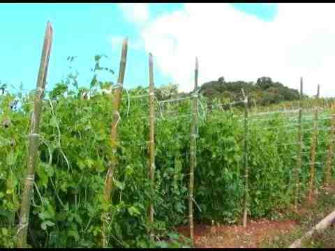 Cultivo comercial de ervilhas: cultivo de matar para iniciantes
