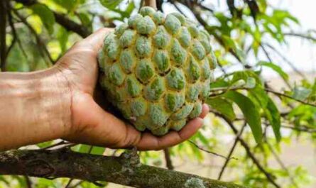 Cultivo da fruta do dragão: cultivo de Pitaya para iniciantes