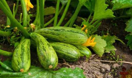 Cultivo de abobrinha: agricultura orgânica de abóbora na horta doméstica