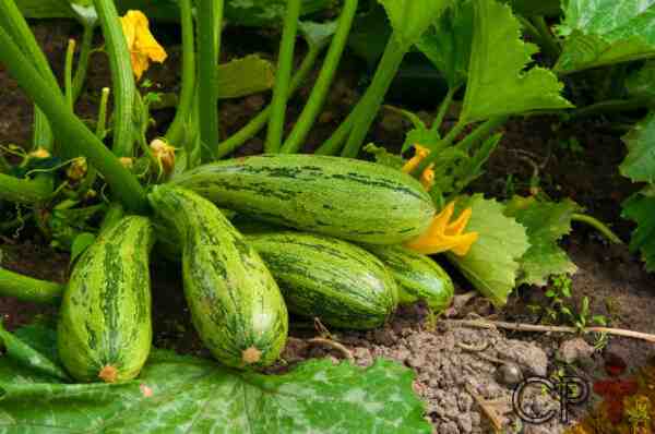Cultivo de abobrinha: agricultura orgânica de abóbora na horta doméstica