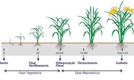 Cultivo de arroz: como o arroz é cultivado (guia do iniciante)