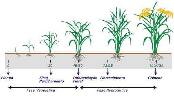 Cultivo de arroz: como o arroz é cultivado (guia do iniciante)