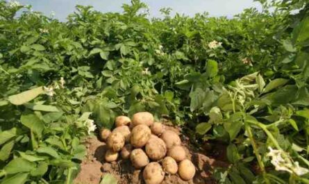 Cultivo de batata: cultivo orgânico de batata na horta doméstica