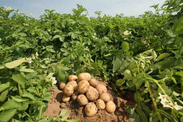 Cultivo de batata: cultivo orgânico de batata na horta doméstica