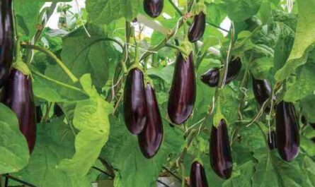 Cultivo de berinjela: cultivo orgânico de berinjela na horta doméstica