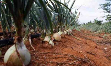 Cultivo de cebolas: agricultura orgânica de cebola na horta doméstica