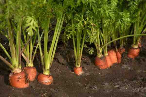 Cultivo de cenouras: agricultura orgânica de cenoura na horta doméstica