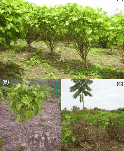 Cultivo de Chaya: Agricultura Orgânica de Espinafre em Horta