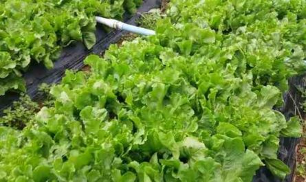 Cultivo de Chicória: Agricultura Orgânica de Chicória em Horta Doméstica