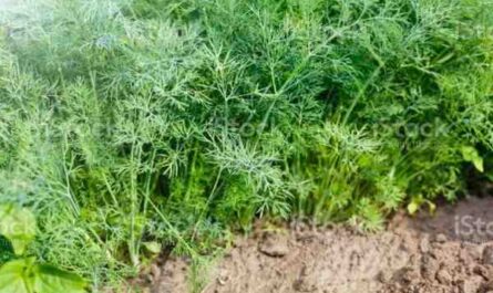 Cultivo de endro: agricultura orgânica de endro na horta doméstica