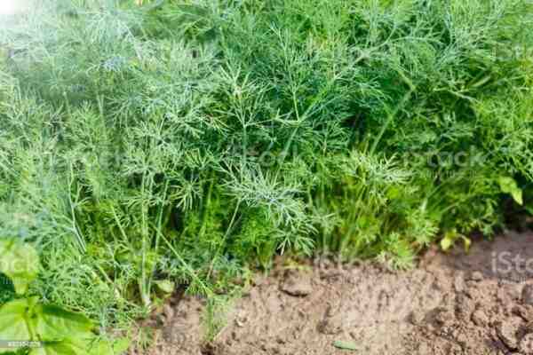 Cultivo de endro: agricultura orgânica de endro na horta doméstica