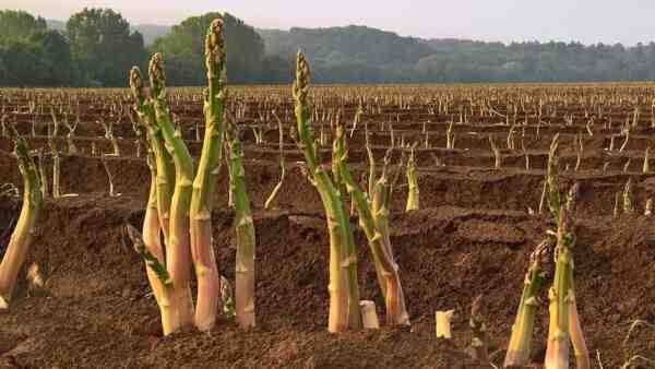Cultivo de espargos: cultivo orgânico de aspargos na horta doméstica