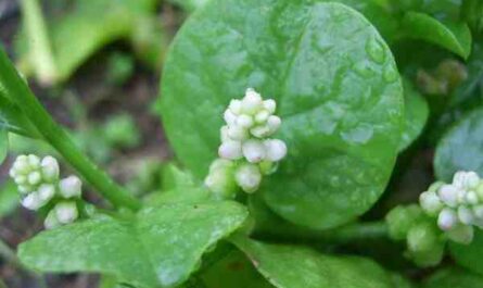 Cultivo de espinafre malabar: cultivo de espinafre malabar para iniciantes