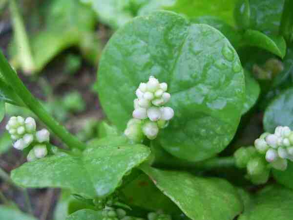 Cultivo de espinafre malabar: cultivo de espinafre malabar para iniciantes