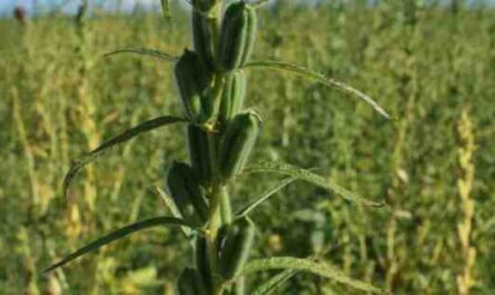 Cultivo de gergelim: negócio de cultivo de gergelim para iniciantes