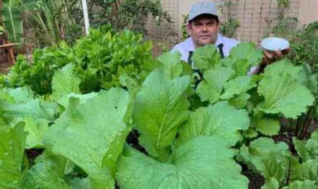 Cultivo de mostarda: cultivo de mostarda orgânica em horta doméstica